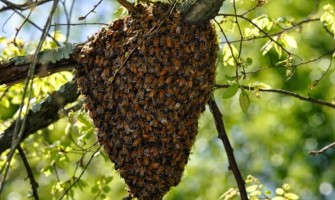 Bal Arılarının Zorlu Koşullarda Süper Organizma Taklidi Yaptıkları Ortaya Çıktı