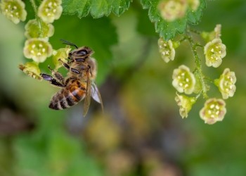 Bilime Göre Arılar 0’In Ne Anlama Geldiğini Biliyor!
